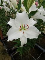 [4326 Signum VZ No02.JPG]